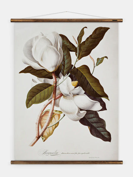 Erstwhile - Magnolia II