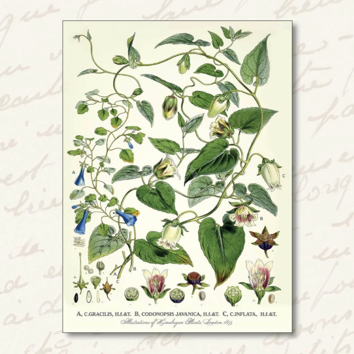 Retro Print Bellflowers Card 806