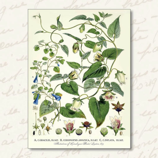 Retro Print Bellflowers Card 806
