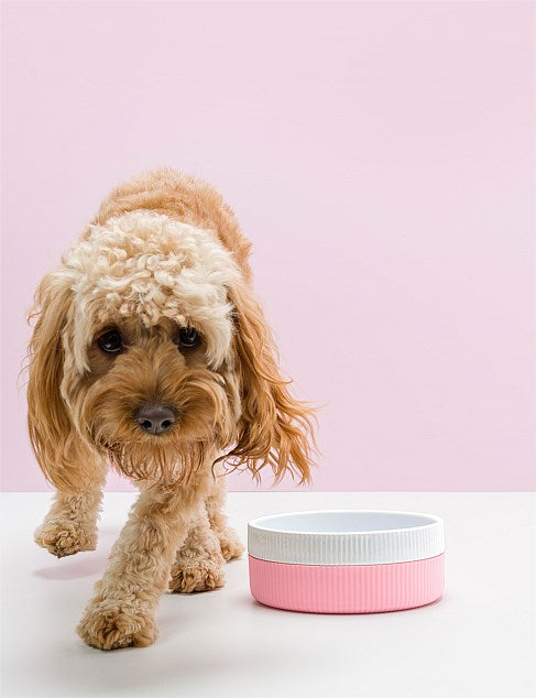 Gummi Pets Ceramic Bowl - Various sizes and Colours